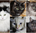 Пять шикарных котиков остались сиротами после смерти хозяйки