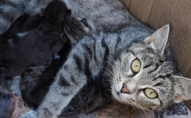 Бездомная кошка окотилась на даче: нужен дом для нее и котенка