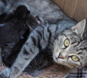 Бездомная кошка окотилась на даче: нужен дом для нее и котенка