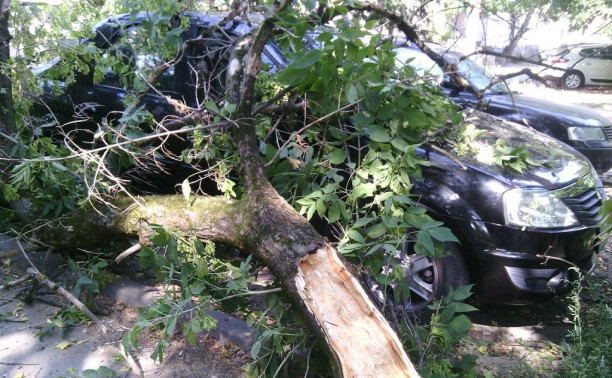 Во дворе дома на Октябрьской упало дерево