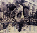 19 ноября: Медвежий цирк Филатова на заводе «Штамп»