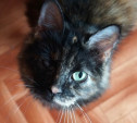 Кошки, спасенные из жуткой квартиры, благодарят читателей Myslo