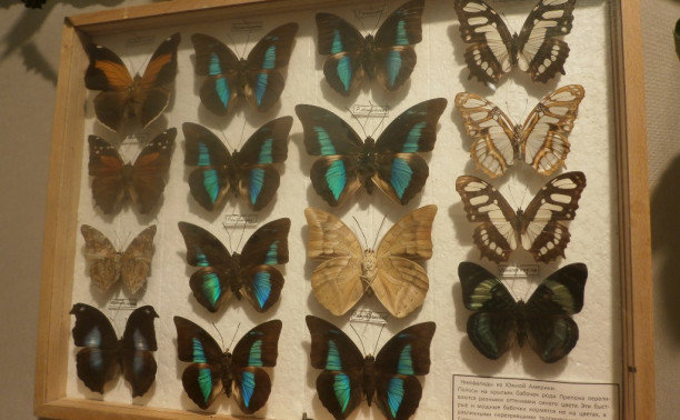 Выставка тропических бабочек и хищных растений в Туле
