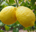 2 декабря: в Туле пропали из продажи лимоны
