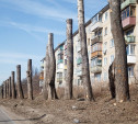 Деревья городские - дивные создания