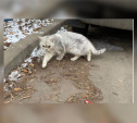 В Пролетарском районе Тулы найдена кошка. Возможно, домашняя