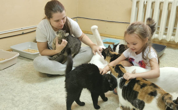 «У нас все коты особенные»: как Юлия Пялова спасает животных и содержит приют «Белый ангел»