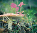 Голосуем в фотоконкурсе «За грибами»