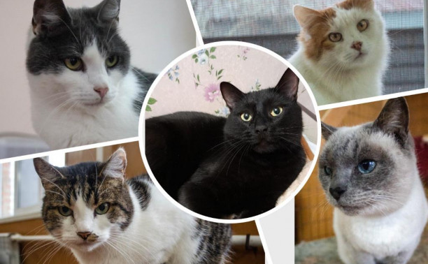 Пять котиков, которым нужен дом