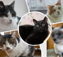 Пять котиков, которым нужен дом