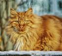 Запускаем новый фотоконкурс «Пушистый рыжий кот»