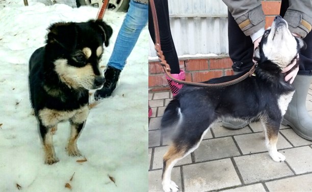 В Богородицке найдена собака в ошейнике