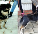 В Богородицке найдена собака в ошейнике