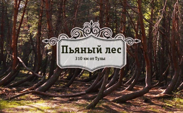 Пьяный лес. Рязанская область