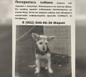 В Туле недалеко от Скуратово пропала собака