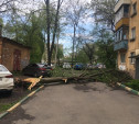 Упавшее в центре Тулы дерево перегородило выезд из двора