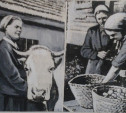 21 августа: Коровы возвращаются в Тулу