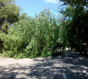 Из-за сильного ветра в Туле на дорогу рухнуло дерево