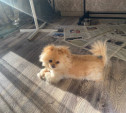 В Мясново потерялся шпиц. Помогите найти!