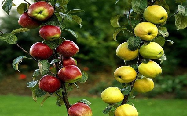 Палка с яблоками: создаем компактный сад на небольшом участке
