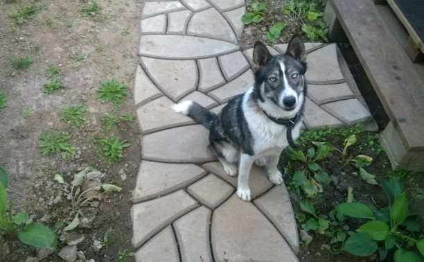 На Косой Горе найдена собака породы хаски