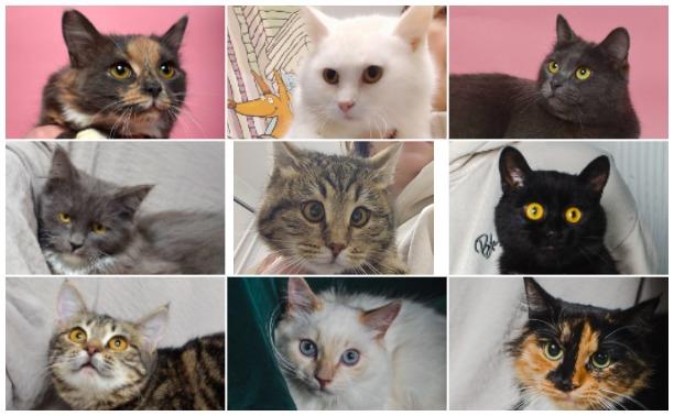 10 кошек, которым очень нужен дом