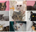 10 кошек, которым очень нужен дом