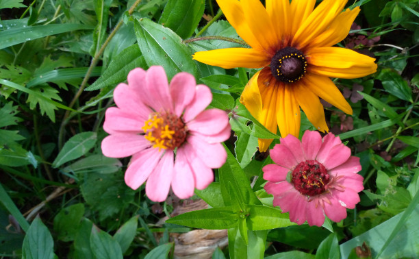 Воспоминания о лете.