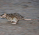 Крыса на проспекте Ленина