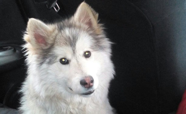 В Киреевском районе найдена собака