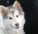 В Киреевском районе найдена собака