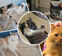17 кошек из адской квартиры нашли дом!