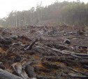 Куда жаловаться, если вырубают лес