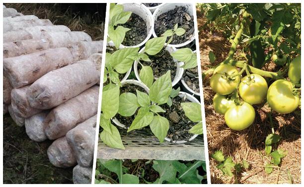Конкурс «Дачная гордость»: Тулячка выращивает овощи на грибных блоках