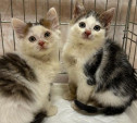 Котята, спасенные читателями Myslo, передают привет