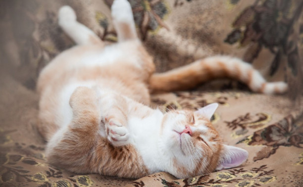 Как утихомирить мартовского кота: Всё о стерилизации и кастрации