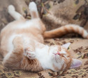 Как утихомирить мартовского кота: Всё о стерилизации и кастрации