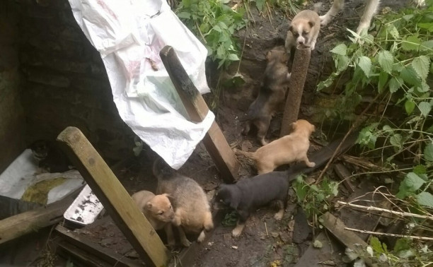 Бездомная собака родила щенков в яме. Помогите спасти!