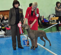 В Туле прошла выставка собак