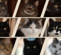 9 кошек и котов в ожидании уютного дома
