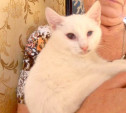 Ищем семью для слепого котенка по имени Зайка