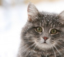 1 марта - День кошек в России!