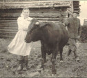 20 августа: жителям Тулы запретили иметь коров в домашнем хозяйстве
