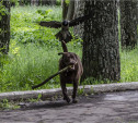 Итоги фотоконкурса «Лучшая роль второго плана»