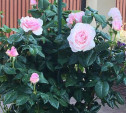 Только с мороза: уход за розами весной
