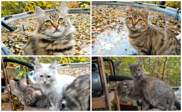 Шесть кошечек из Луганска ищут в Туле теплый дом