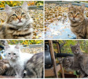 Шесть кошечек из Луганска ищут в Туле теплый дом