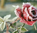 Зима и розы: сад чудесный!