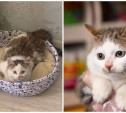 Новости про котов, спасенных читателями Myslo: хорошая и плохая
