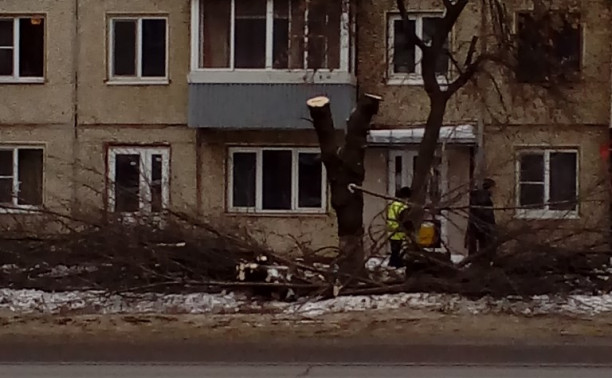 На Металлургов из лип выкромсали уродов